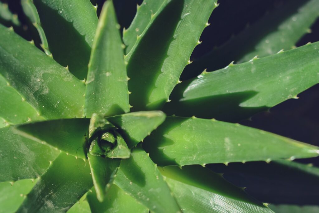 Top 5 Ayurvedic Herbs To Improve Digestion aloevera